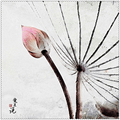 tangchen采集到情话