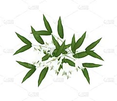 白色所罗门封印花或黄精何首乌花