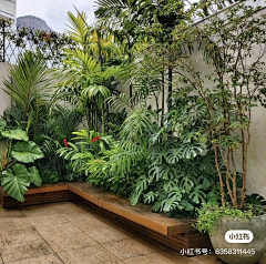 成为温暖的光采集到植物配置-热带植物