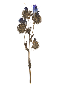 画花花一朵采集到植物——flower