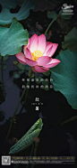 处暑节气海报