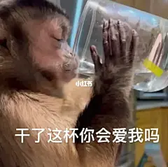 收图啦18张最新猴图表情包