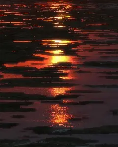 麻雀壁纸的微博_微博