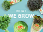 Foxy - What We Grow