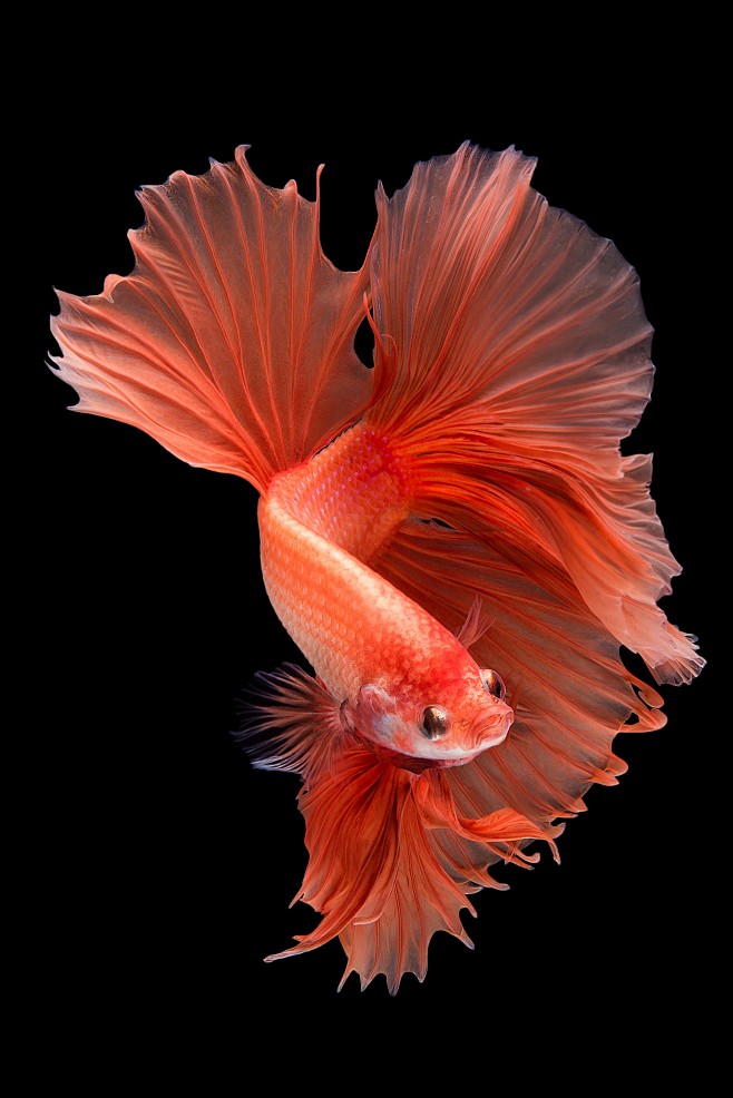 Halfmoon betta fish_...