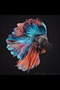 Gorgeous Betta Fish: