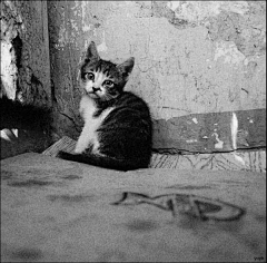 一个人的黑猫酱采集到黑与白