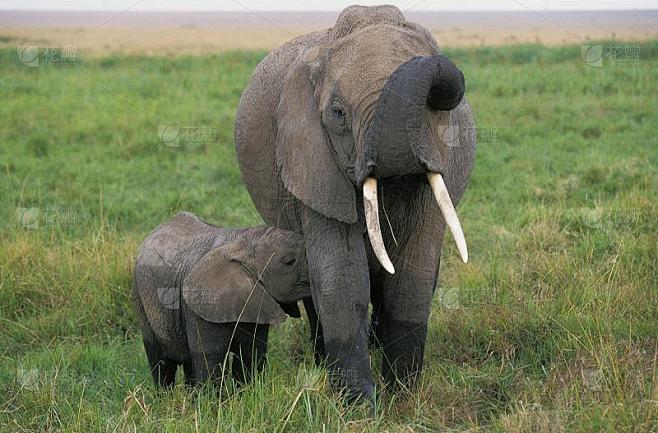 非洲象，loxodonta africana，母象与幼仔哺乳，在肯尼亚马赛马拉公园