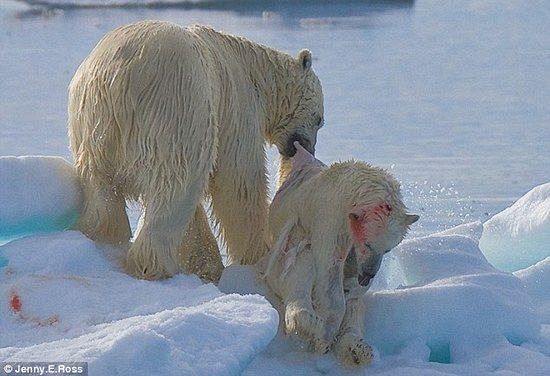 大熊吃小熊 全球暖化致北极熊饥不择食