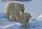 大熊吃小熊 全球暖化致北极熊饥不择食