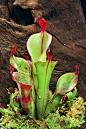 眼镜蛇瓶子草属（Darlingtonia)和太阳瓶子草属( Heliamphora )是没有能力消化食物的（但H. tatei 已被报道可以分泌消化酶），但瓶子草属( Sarracenia )可以分泌消化酶，是真正意义上的肉食植物。