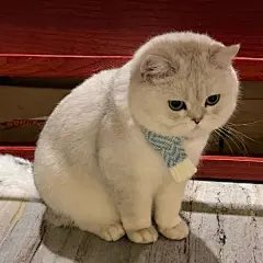 猫猫头像