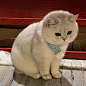 猫猫头像