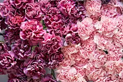 一束不同品种的康乃馨花放在花瓶里。可爱的复古背景与鲜花。壁纸。