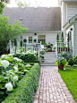 Gardens and Landscaping / Hedges ans hydrangeas