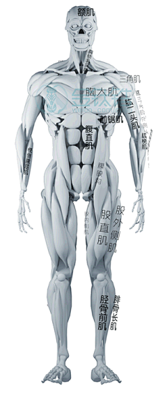 苦思冥想10年采集到【人体】结构以及体块
