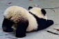 (4 封私信) 有哪些性感而不淫的壁纸？ - 知乎