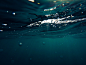 Underwater photo by Cristian Palmer (@cristianla) on Unsplash : Download this photo by Cristian Palmer (@cristianla)