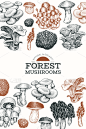 食品,模板,食用菌,动物手,Porcini Mushroom,菜单,清新,金针菇,设计,绘制