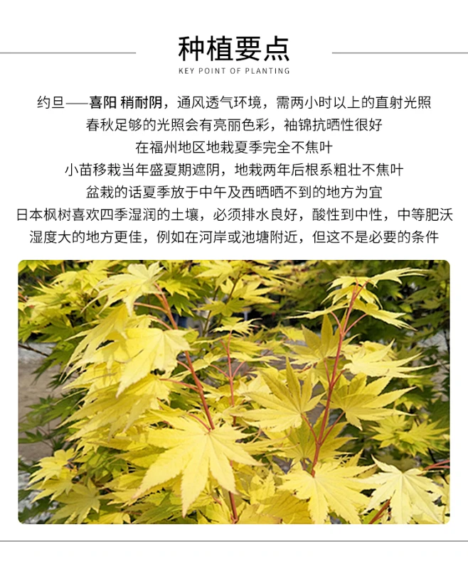 约旦枫树盆栽金叶白泽槭花园植物黄金枫阳台黄叶团扇枫马洋亭下-淘宝网-花瓣网