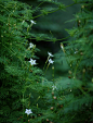 【植物鉴赏：羽叶茑萝】

“乡下奶奶家的五角星花”——羽叶茑萝，花色除了常见的大红色，还有极其清新的白色。星星点点的花散布在绿丛中，活泼动人～

它属于一年生草本植物，抗逆力强，管理简便，是理想的绿篱植物。 