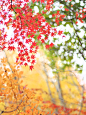 Photograph Autumn colors #6 by Kaz Watanabe on 500px