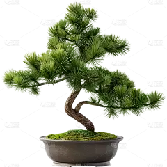 植物实景松树盆栽元素素材