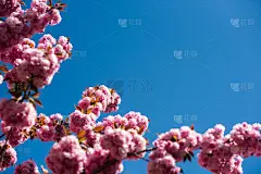 樱花枝在蓝色晴朗的天空背景上。自然美景。愉快的春日。妇女节贺卡，拷贝空间。3月8日。快乐的母亲节。夏