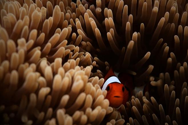 Clownfish in sea ane...
