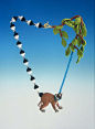 Felieke van der Leest | jewellery & objects