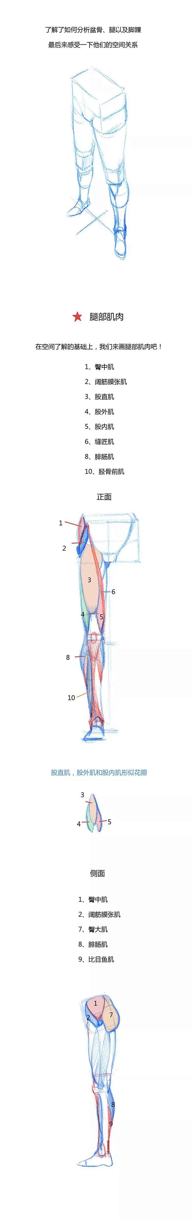 【春哥课堂】腿部结构到底怎么画？（彩蛋：...