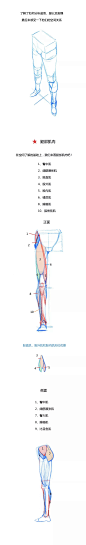 【春哥课堂】腿部结构到底怎么画？（彩蛋：臀部+胸部） : 1米8的大长腿，不来看一下嘛？