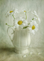 Photograph White Mums by Mandy Disher on 500px