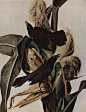 John_James_Audubon_Quiscalus quiscula