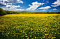 Fabius Dandelions by Gregory A. Dunbar on 500px