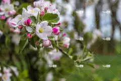 苹果花 春天 粉色的 苹果 花壁纸 花朵 芽 美丽的花朵 白色的