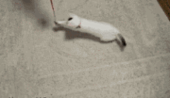 hawaii555采集到GIF