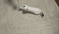 搞笑 宠物 #搞笑# #猫咪# #内涵#
