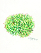 你好，七月(ฅ>ω<*ฅ)【溶萱——彩铅多肉】虎鲸1,138×1,440 像素
