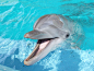 海豚 – 深潜HelloDIve.com（最全面的潜水目的地推荐）