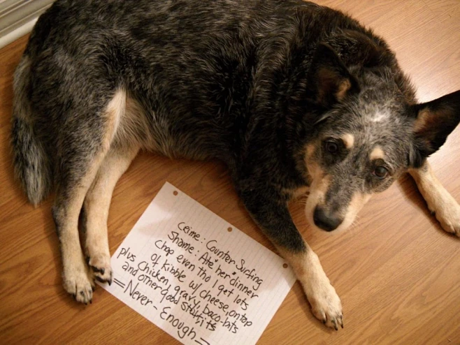 Dog shaming - Bing Images