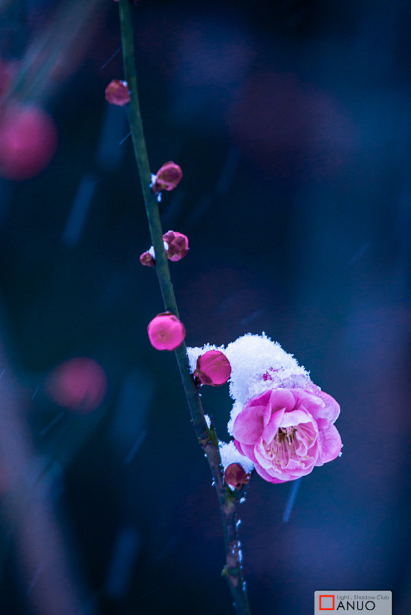 傲雪寒梅花开富贵via