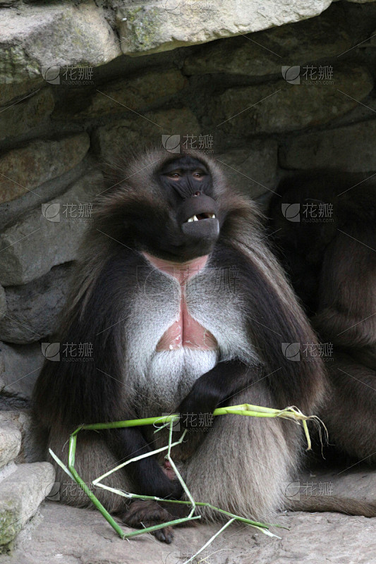 狮尾狒狒,雄性动物,垂直画幅,哺乳纲,褐色,逾越节,动物,动物毛发,灵长目,摄影