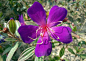  巴西野牡丹，野牡丹科常绿小灌木，株高30-60厘米。枝条红褐色，叶对生，叶长椭圆形至披针形，两面具细茸毛，全緣。3-5出分脉。传说中紫色是最高贵的颜色，那么有着艳丽“皇家”紫色花朵的巴西野牡丹(Tibouchina semidecandra Cogn.)，则是名副其实的公主花(Princess flower)。它还有着另一个头衔：荣耀灌木(Glory bush)。野牡丹家族有3个常见相似伙伴，巴西野牡丹雄蕊白色，艳紫野牡丹(蒂牡花)(Tibouchina urvilleana Cogn.)雄蕊紫色，野牡