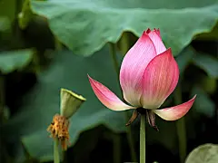 荷花高清摄影壁纸桌面壁纸1