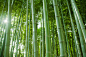 bamboo竹子 (4)