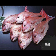 胡子（MoDTP)采集到海鮮