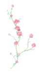 花藤