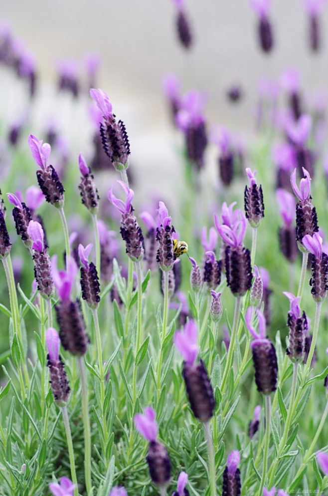  French Lavender    ...