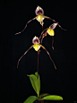 Paph philippinense var laevigatum
菲律賓兜變種